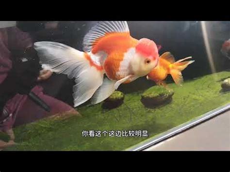 金魚意思|金魚的意思